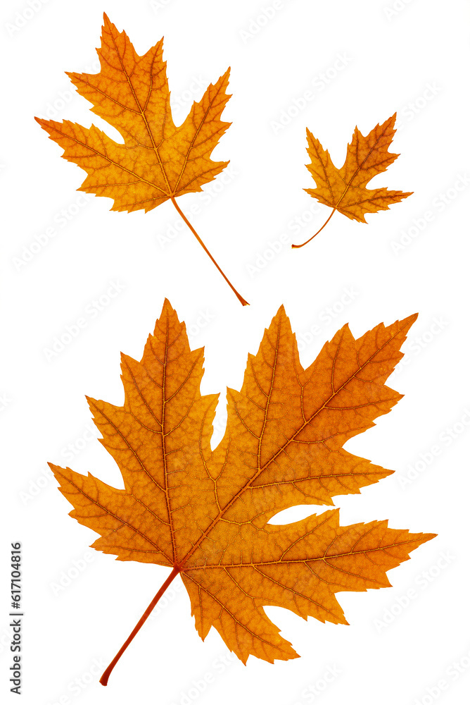 Autumn maple leaves on a white background. Autumn maple leaves on a white background.