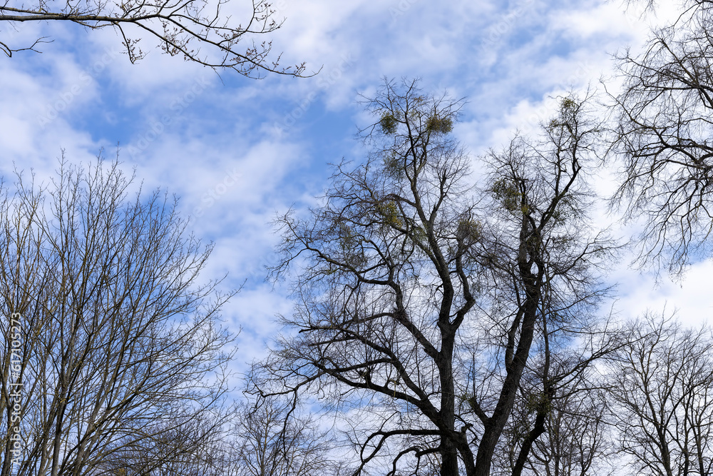 maple trees without foliage in the spring season maple trees without foliage in the spring season