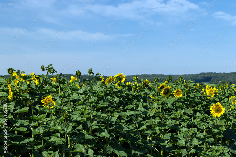 Beautiful blooming flowers sunflowers in the field