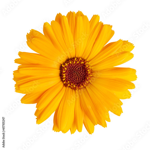 Calendula officinalis flower isolated on white or transparent background. Marigold medicinal plant  healing herb. One single calendula flower.