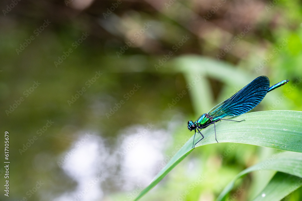 Closeup of blue dragonfly near pond Closeup of blue dragonfly near pond