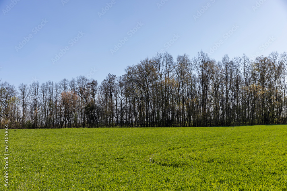 Fototapeta premium agricultural field with green signs in the spring season