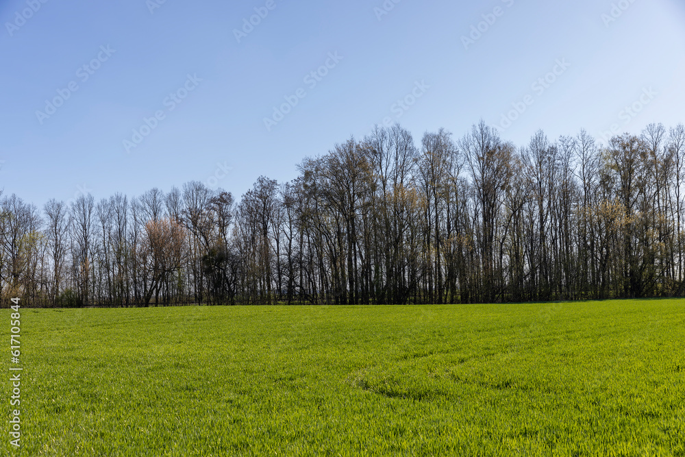 agricultural field with green signs in the spring season