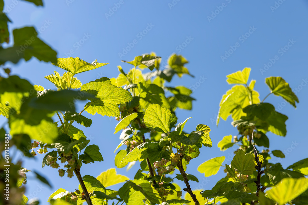 a young currant shrub with green foliage and flowers a young currant shrub with green foliage and flowers