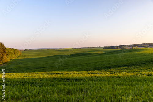 young green wheat in the field in the spring season © rsooll