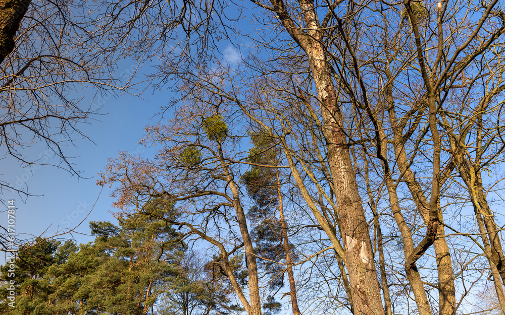 Bare trees in early spring in sunny clear weather Bare trees in early spring in sunny clear weather