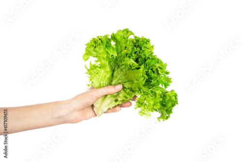 Lettuce leaf isolated on white background. Lettuce in hands isolated.