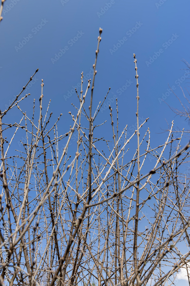 catalpa bignoniform tree in sunny weather in early spring catalpa bignoniform tree in sunny weather in early spring
