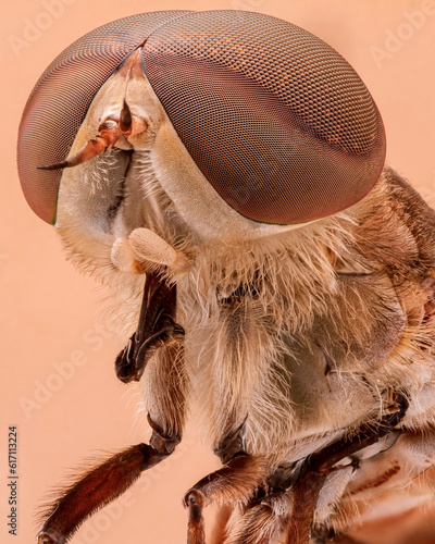 close up photo of insect eyes