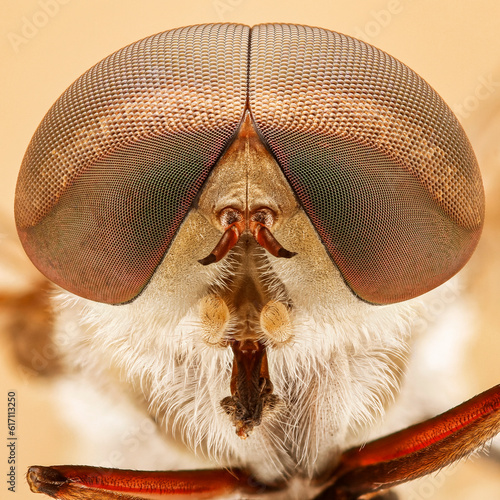 close up photo of insect eyes