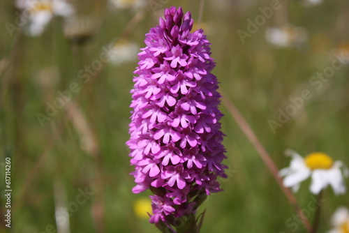 Buddleja davidii Summer Lilac Pink