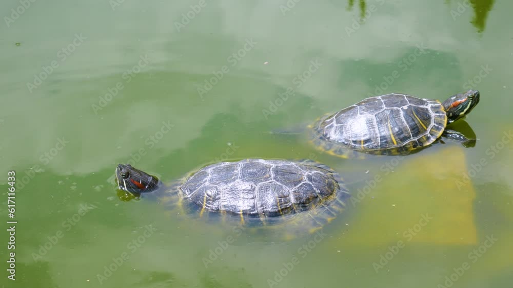 Two turtles resting on a rock. Turtles in the sun. Two turtles resting on a rock. Turtles in the sun.
