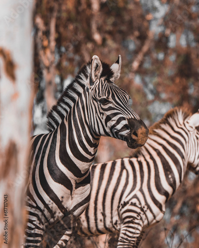 zebra close up