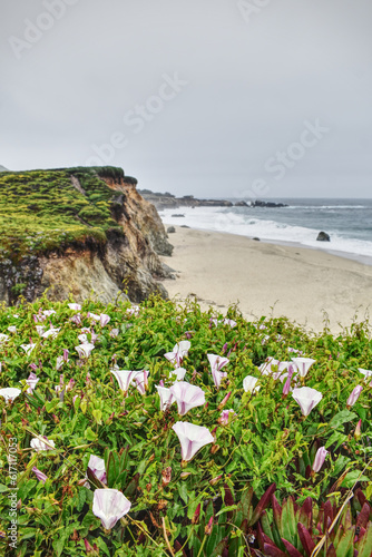 California blossom beach