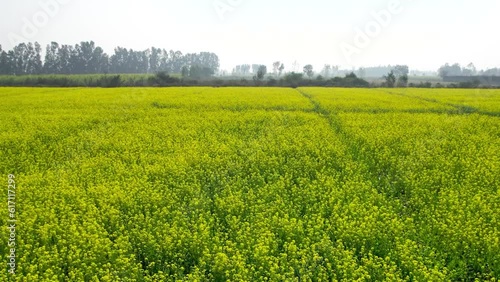 Drone view of mustard fields in Punjab, India.