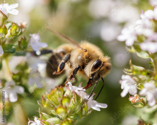 Nature's Symphony: Vibrant Bee Pollinating a Delicate Flower