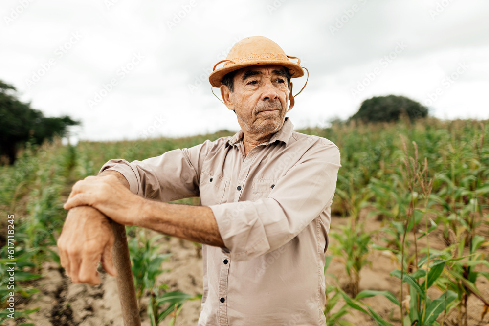 Fototapeta premium A Brazilian farmer standing tall in a vibrant cornfield, embodying the spirit of rural life.