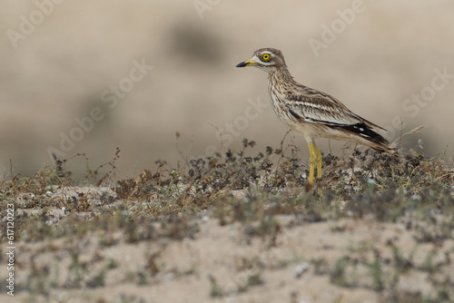 Eurasian stone-curlew, Eurasian thick-knee, Burhinus oedicnemus. Souss Massa National Park, Morocco