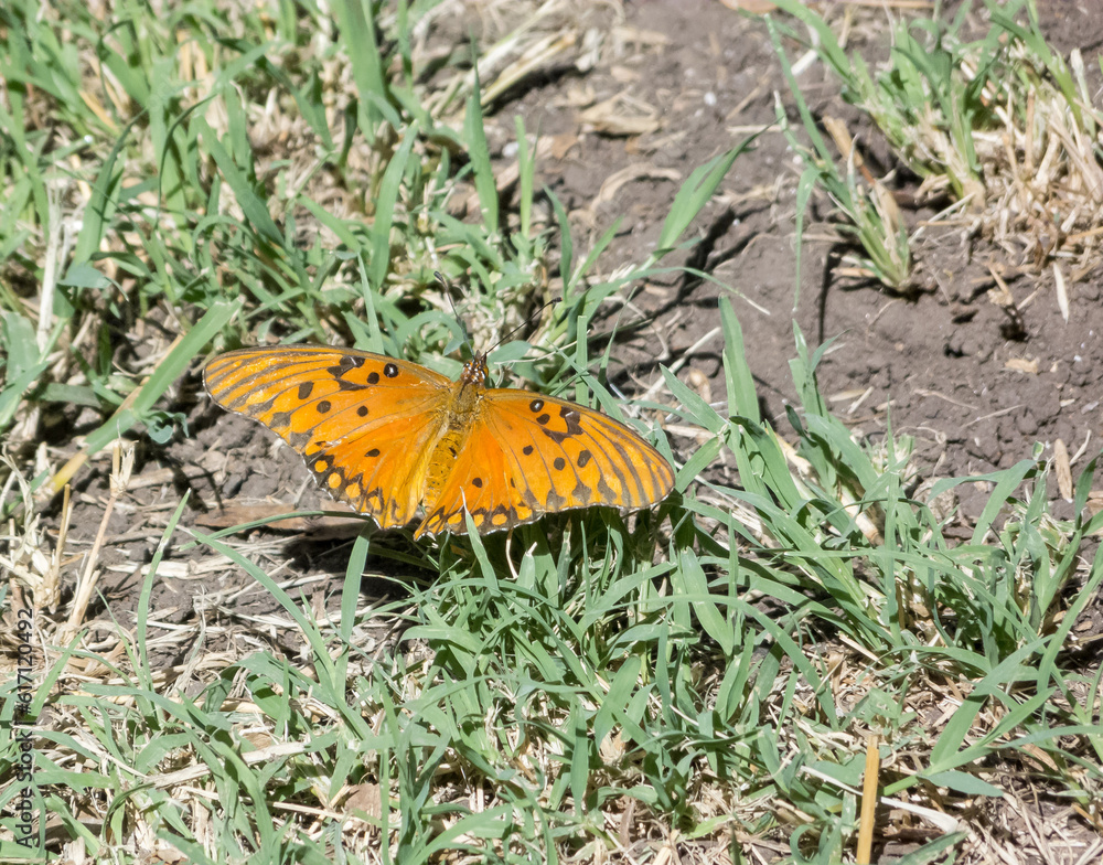 Agraulis vanillae orange butterfly Agraulis vanillae orange butterfly
