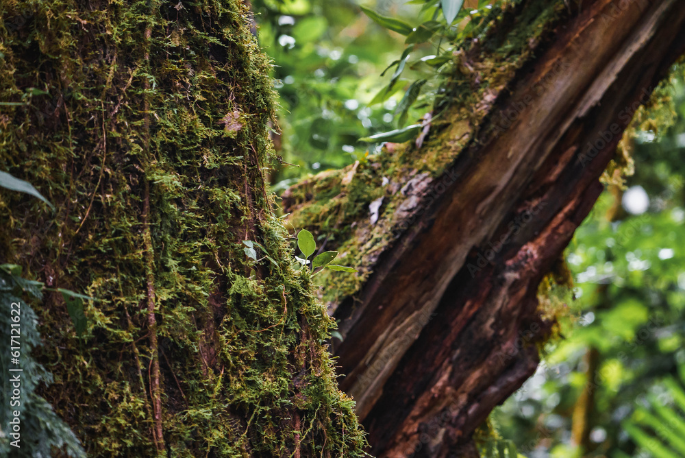 Moss texture overgreen on tree trunk wood in rainforest of Costa Rica Moss texture overgreen on tree trunk wood in rainforest of Costa Rica