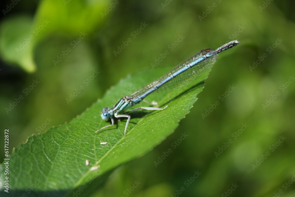 Brightly coloured dragonfly on a green leaf Brightly coloured dragonfly on a green leaf