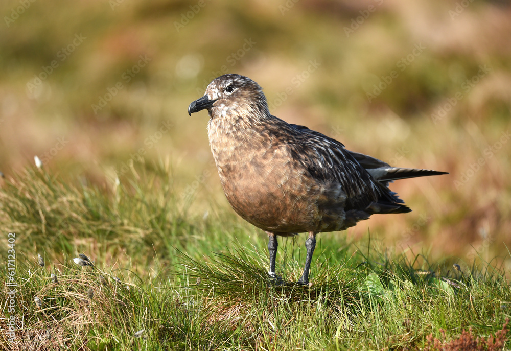 Obraz premium Große Raubmöwe Skua 