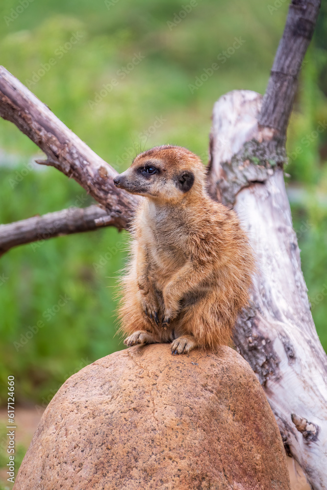 Meerkat, Suricata suricatta, on hind legs. Portrait of meerkat standing on hind legs with alert expression. Portrait of a funny meerkat sitting on its hind legs. Meerkat, Suricata suricatta, on hind legs. Portrait of meerkat standing on hind legs with alert expression. Portrait of a funny meerkat sitting on its hind legs.