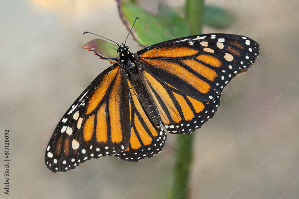 The monarch butterfly, the scientific name is danaus plexippus The monarch butterfly, the scientific name is danaus plexippus