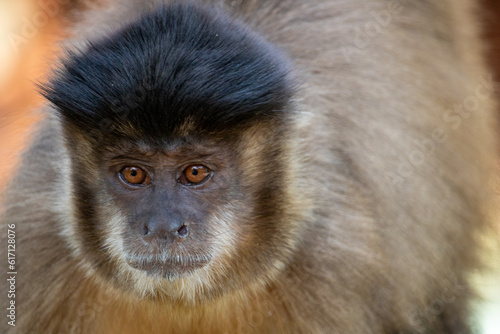 Vászonkép close up of a capuchin monkey