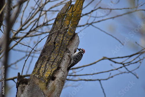 woodpecker in a tree