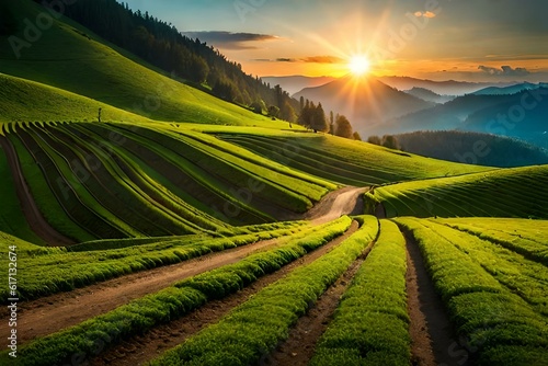 vineyard at sunset