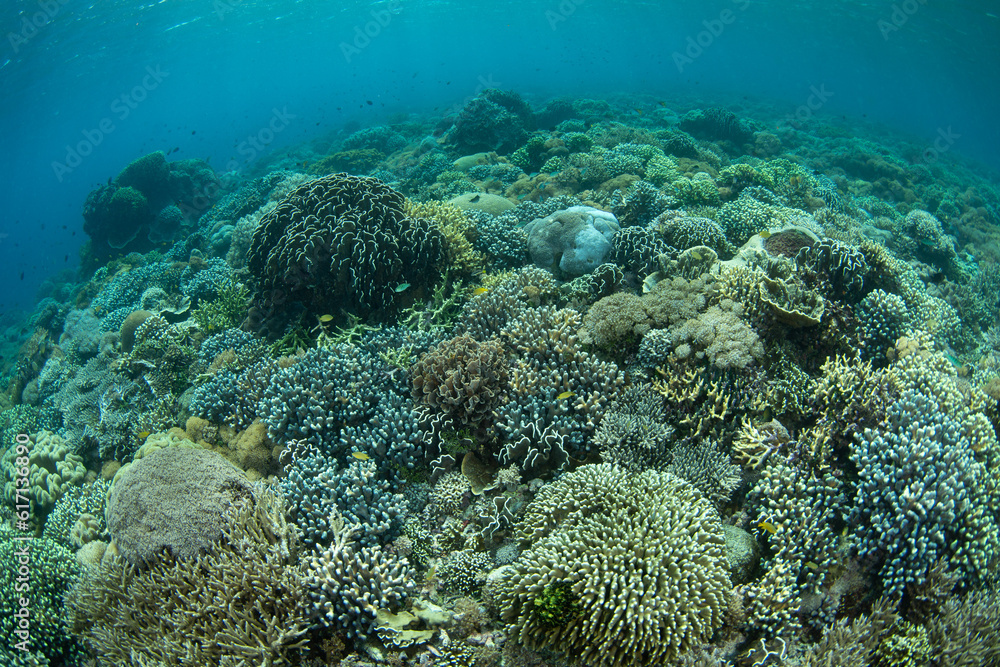 Fototapeta premium A plethora of hard and soft corals thrive on a reef in Komodo National Park, Indonesia. This region is home to extraordinary marine biodiversity and is a popular area for scuba diving and snorkeling.