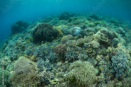 A plethora of hard and soft corals thrive on a reef in Komodo National Park, Indonesia. This region is home to extraordinary marine biodiversity and is a popular area for scuba diving and snorkeling.