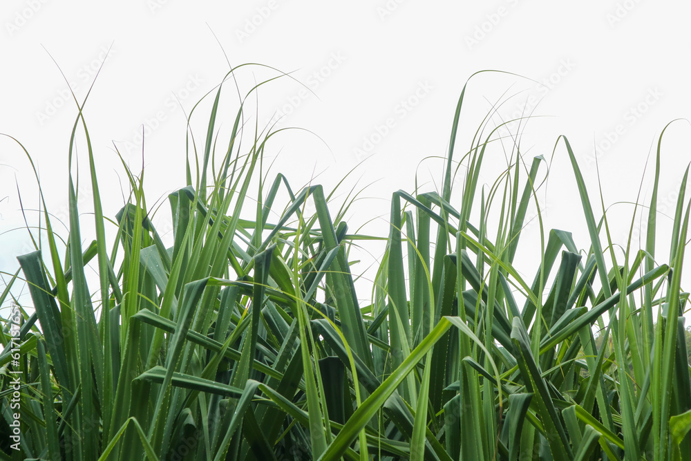 Pandanus trees leaf isolated on white. Growing in tropical island beach on srakung beach, Gunungkidul, Yogyakarta, Indonesia Pandanus trees leaf isolated on white. Growing in tropical island beach on srakung beach, Gunungkidul, Yogyakarta, Indonesia