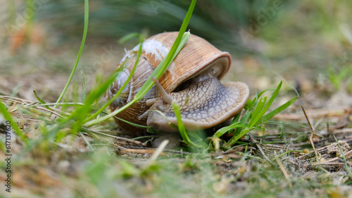 Little snail crawling on the ground through green grass, macro photography © Виталий Головенько