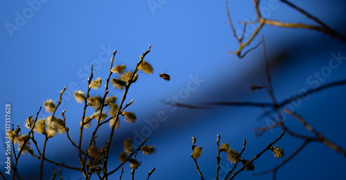 Bees and flowers photo