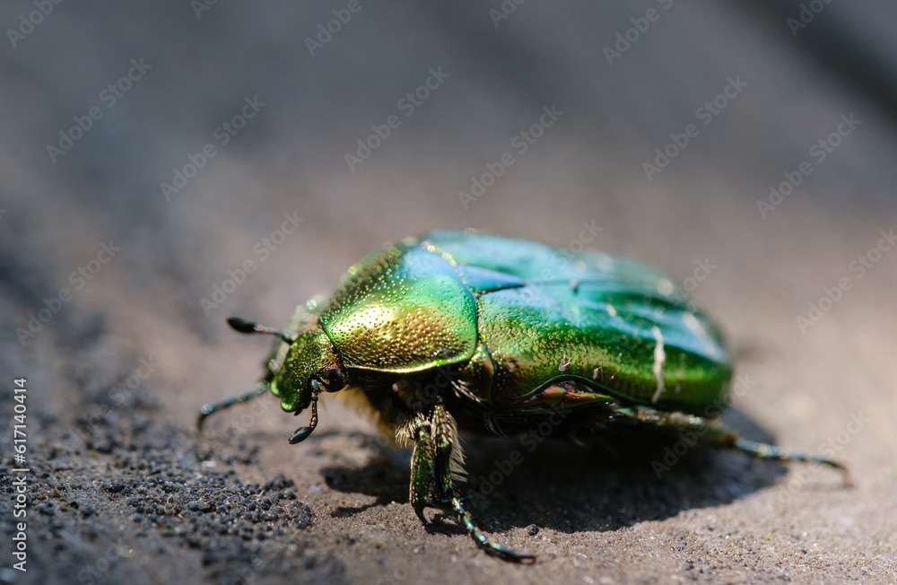 beetle golden bronze close-up on a blurred background beetle golden bronze close-up on a blurred background