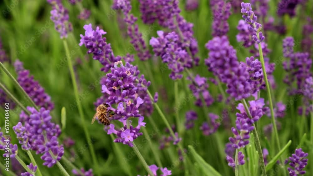 Bees on bright lavender flowers at the field. Selective focus. Close-up. Bees on bright lavender flowers at the field. Selective focus. Close-up.