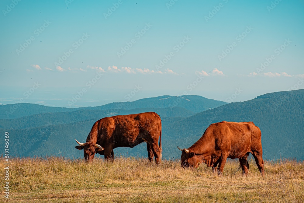 Obraz premium big cows in the field