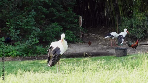 A stork grooms himself. In the background are other stocks and chickens. The chickens are red junglefowls . Location: Botanical garden, Oldenburg, Germany photo