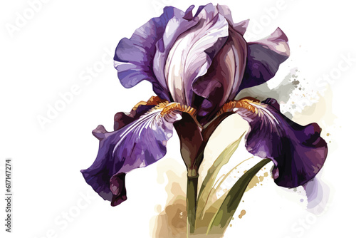 Beautiful iris flower isolated on white vector art painting