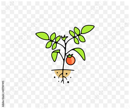 Tomatoes, tomato, plant, vegetables, food and meal, colored graphic design. Garden, beds, agriculture, agricultural, farm and farming, vector design and illustration