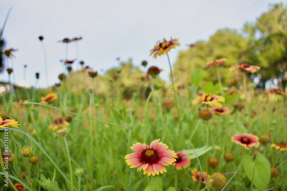 field of colorful yellow and pink flowers
