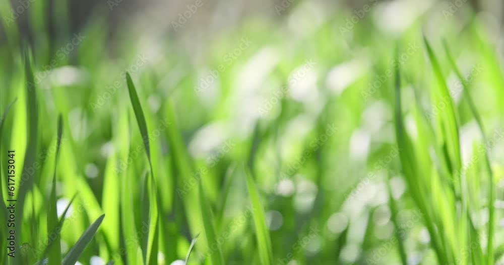 Green grass swaying in wind, closeup. Fresh bright green grass wind sway in spring sunlight. Clean blur ecology of nature. Pure forest environment. Natural blurred pattern background. 4k footage Green grass swaying in wind, closeup. Fresh bright green grass wind sway in spring sunlight. Clean blur ecology of nature. Pure forest environment. Natural blurred pattern background. 4k footage