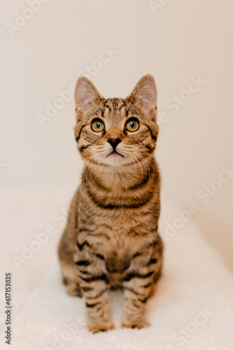 An adorable tabby kitten doing some cute poses in front of a white wall.