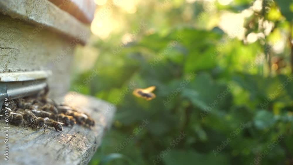 On a rural apiary.
Hives with bees are located under the wall of the house.
On a rural apiary.
Hives with bees are located under the wall of the house.