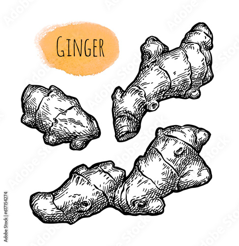 Fresh ginger root ink sketch.