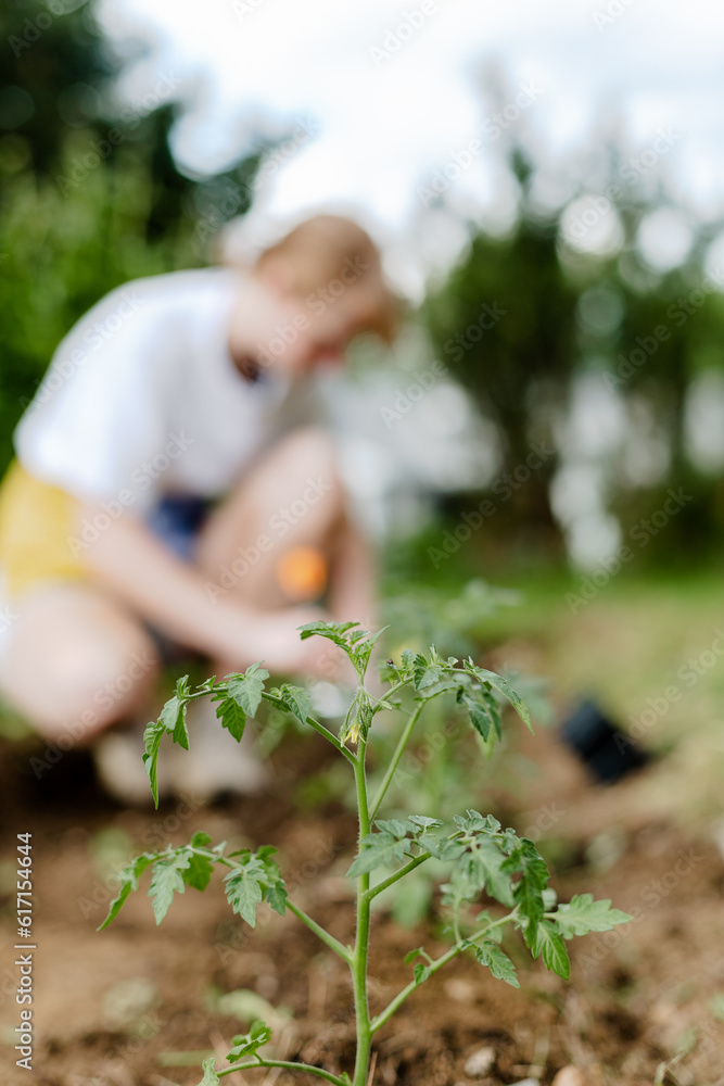 Fototapeta premium Young woman holding young tomato plants in garden.