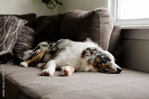 Young Border Aussie sleeping on the couch.