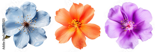 Colourful blossom collection  flower bundle in three colours  blue  orange  violet  isolated on white background as transparent PNG  generative AI